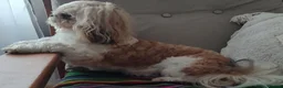 Shih Tzu dogs for stud: Handsome Shih Tzu available for stud - Advert 3