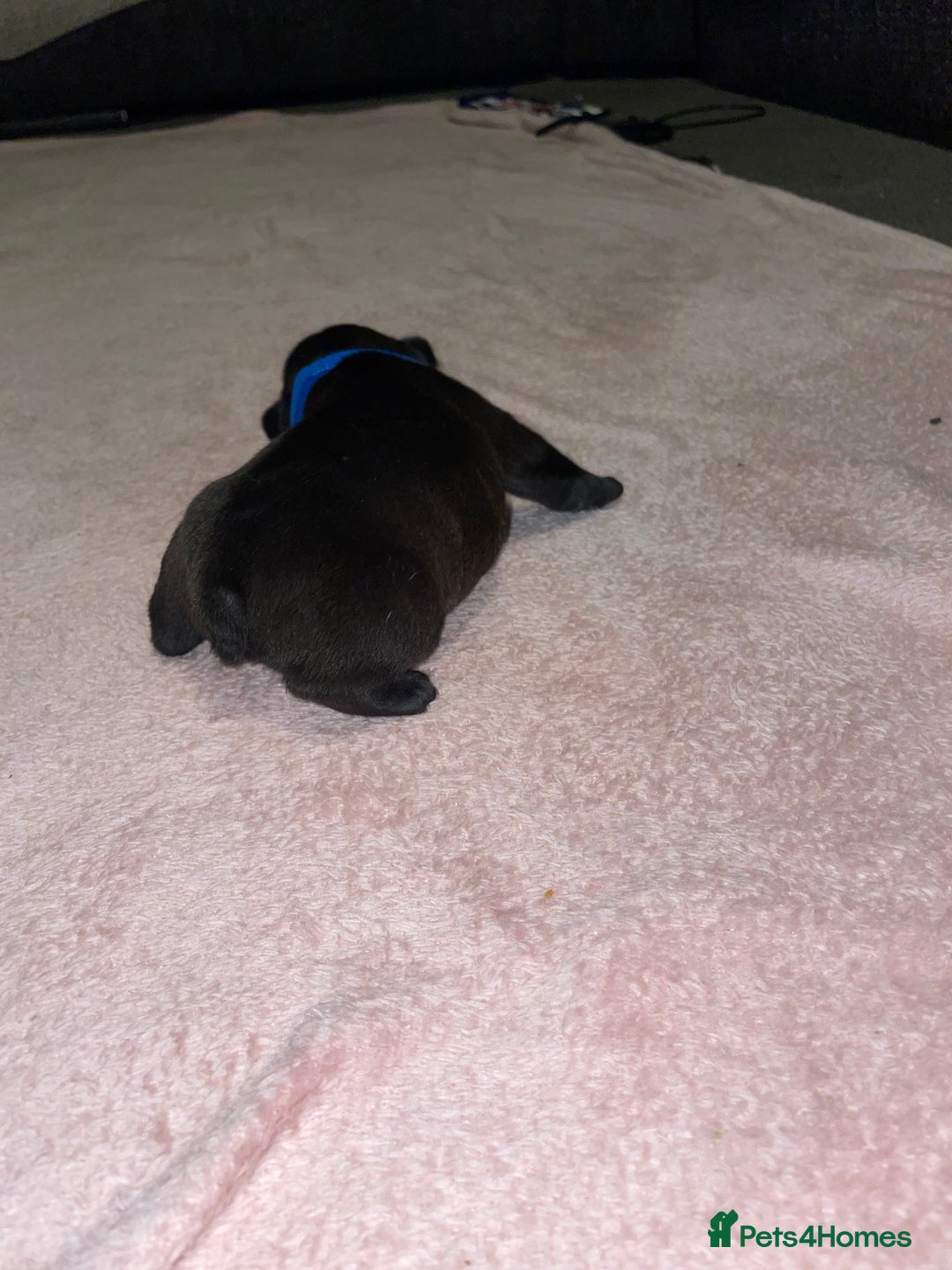 French Bulldog dogs for sale: 7 beautiful male French bull dog pups - Image 28