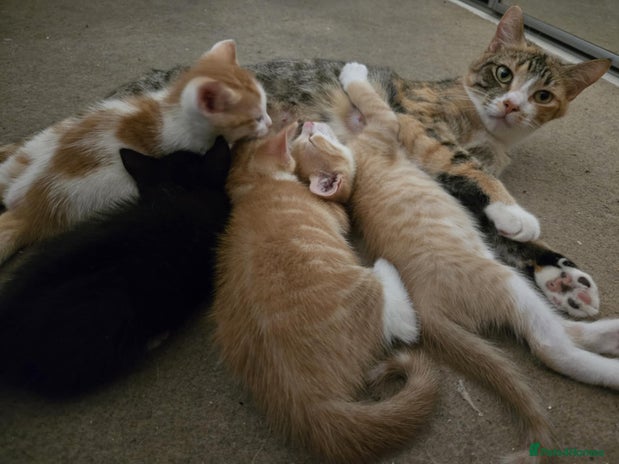 Mixed Breed cats - Advert 1