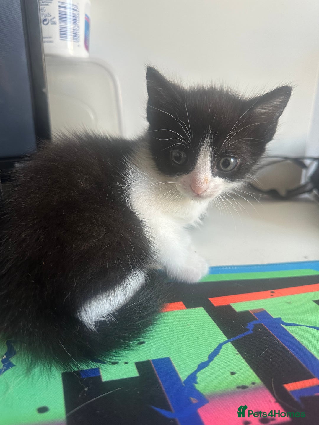Mixed Breed cats for sale: Boy kitten black and white  - Image 4