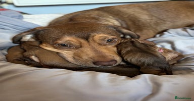 Mixed Breed dogs - Advert 16