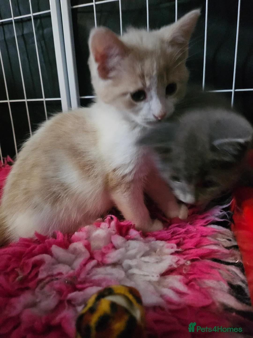 Mixed Breed cats for sale: 9 week old kittens looking forever homes - Advert 7