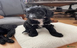 Cockapoo dogs for sale: Boni’s F1b pups, 2 little ones available 🖤🖤 - Image 13