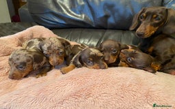 Miniature Dachshund dogs for sale: 5 KC registered smooth coated miniature dachshunds - Image 1