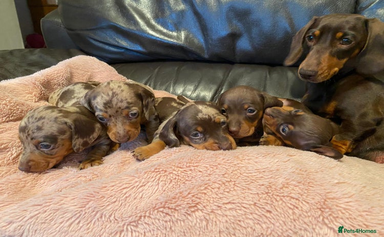 Miniature Dachshund dogs - Advert 12