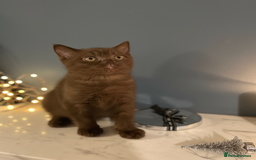 British Shorthair cats for sale: Gorgeous BSH Kittens – Cinnamon, Lilac & Black 🐾 - Advert 2