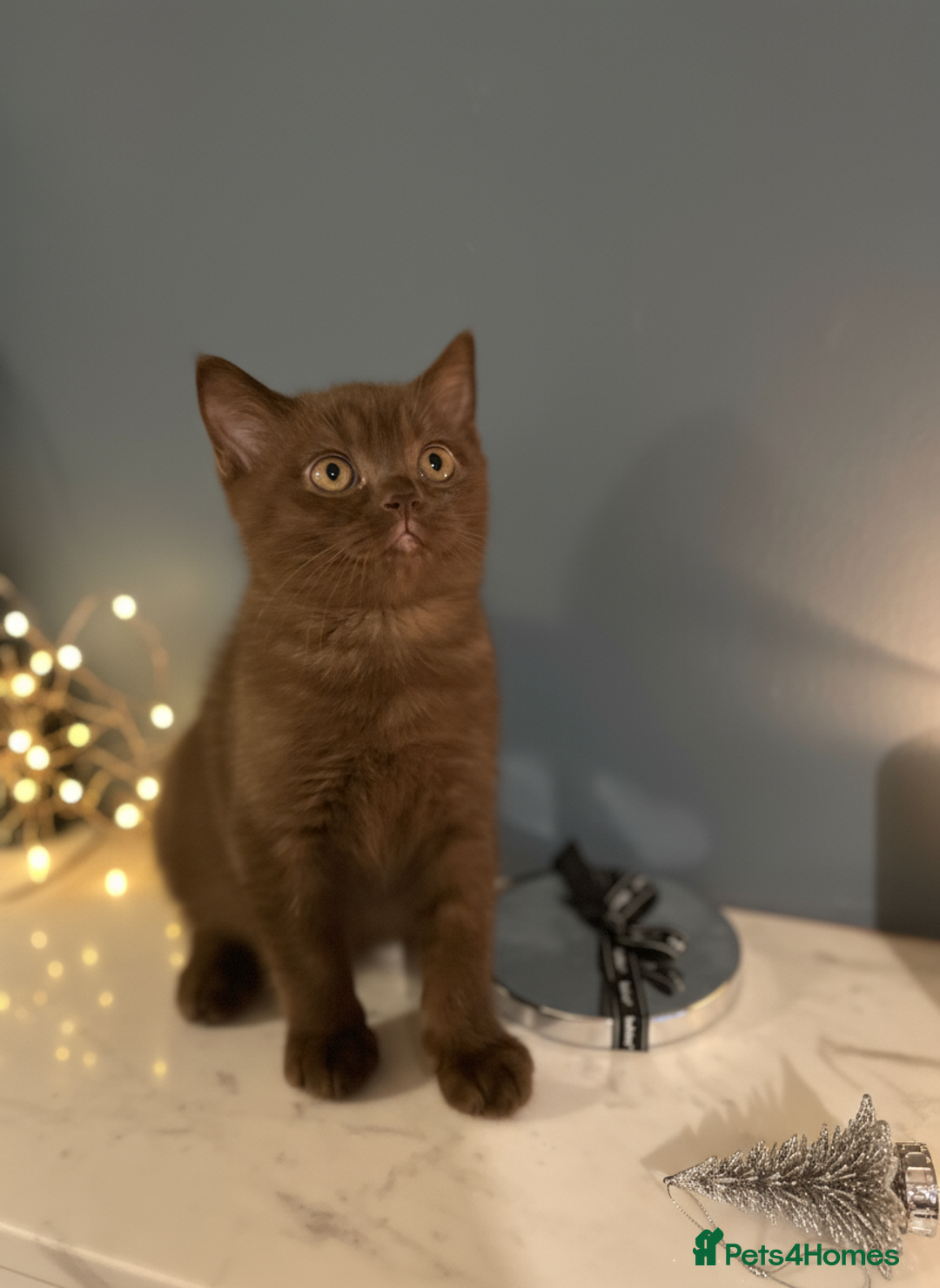 British Shorthair cats for sale: Gorgeous BSH Kittens – Cinnamon, Lilac & Black 🐾 - Advert 2