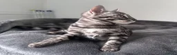 Bengal cats for sale: Exceptional kittens in silver, brown and charcoal - Advert 16