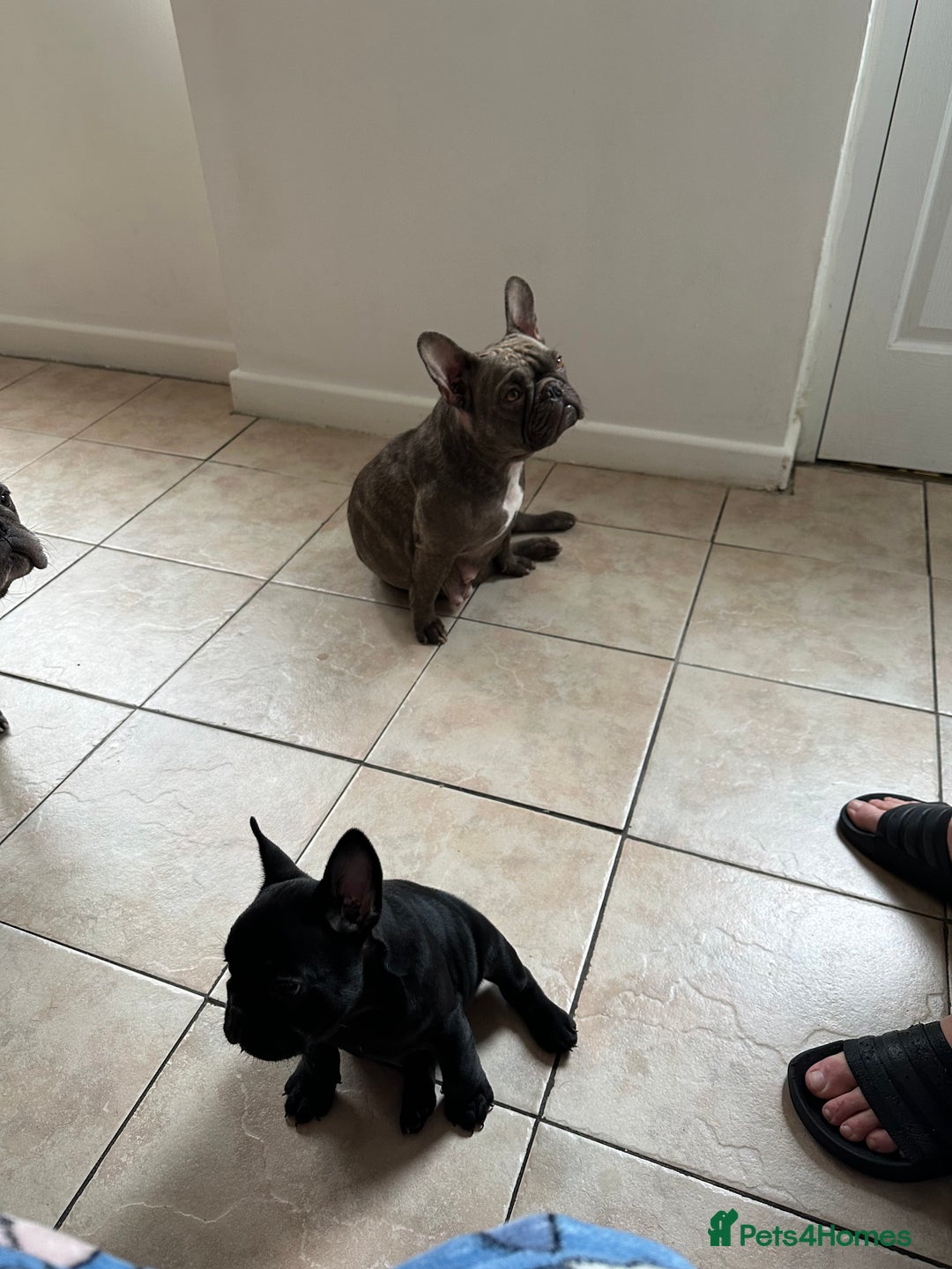 French Bulldog dogs for sale: Fabulous French bulldog  - Image 4