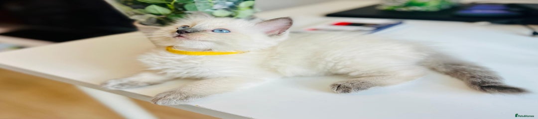 Ragdoll Kitten 4