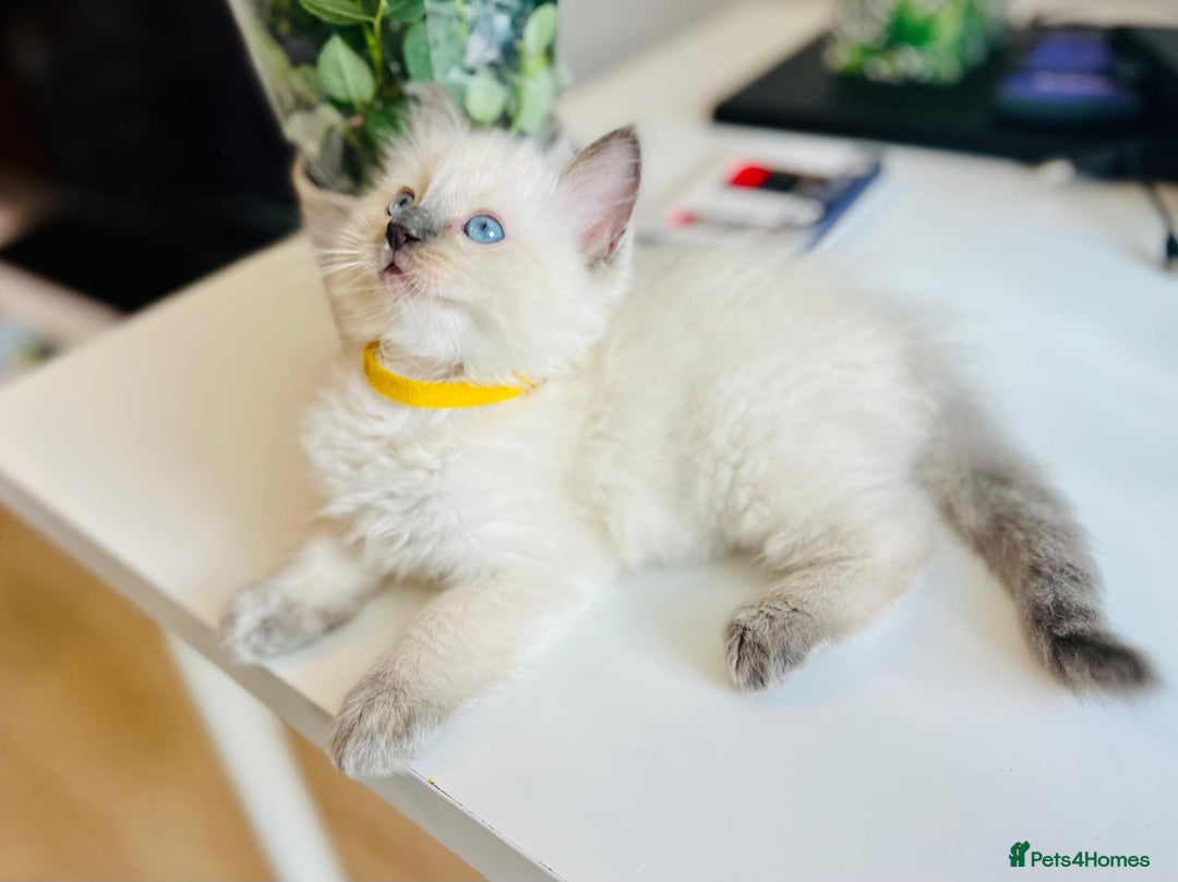 Ragdoll cats for sale: Pure Stunning Ragdoll Kittens - Image 5