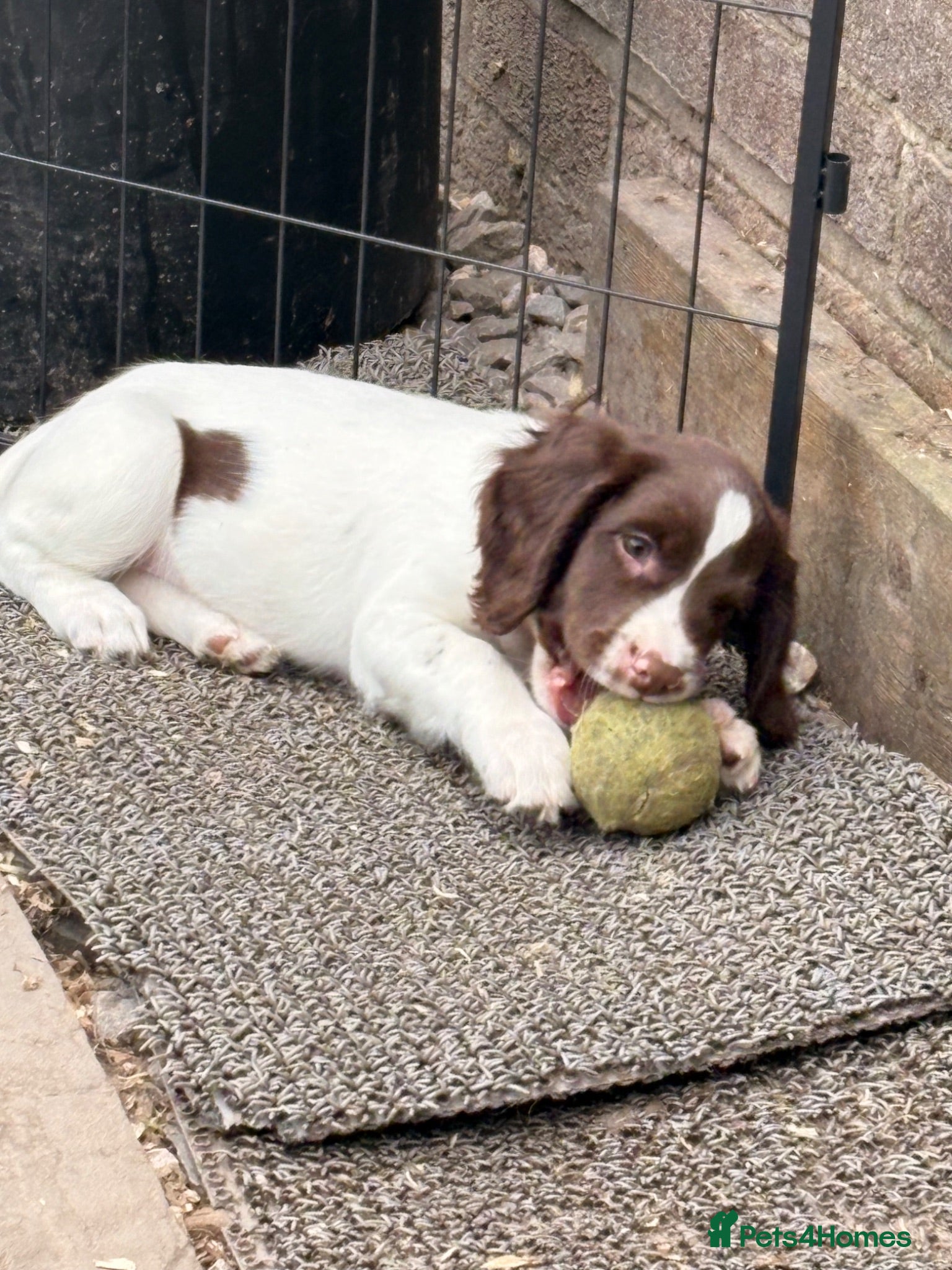 English Springer Spaniel dogs Springer spaniel pups  - Advert 7