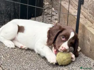 English Springer Spaniel dogs Springer spaniel pups - Advert 7