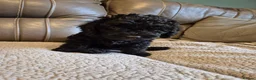 Bedlington Terrier dogs for sale: Bedlington Terrier pups - Advert 4