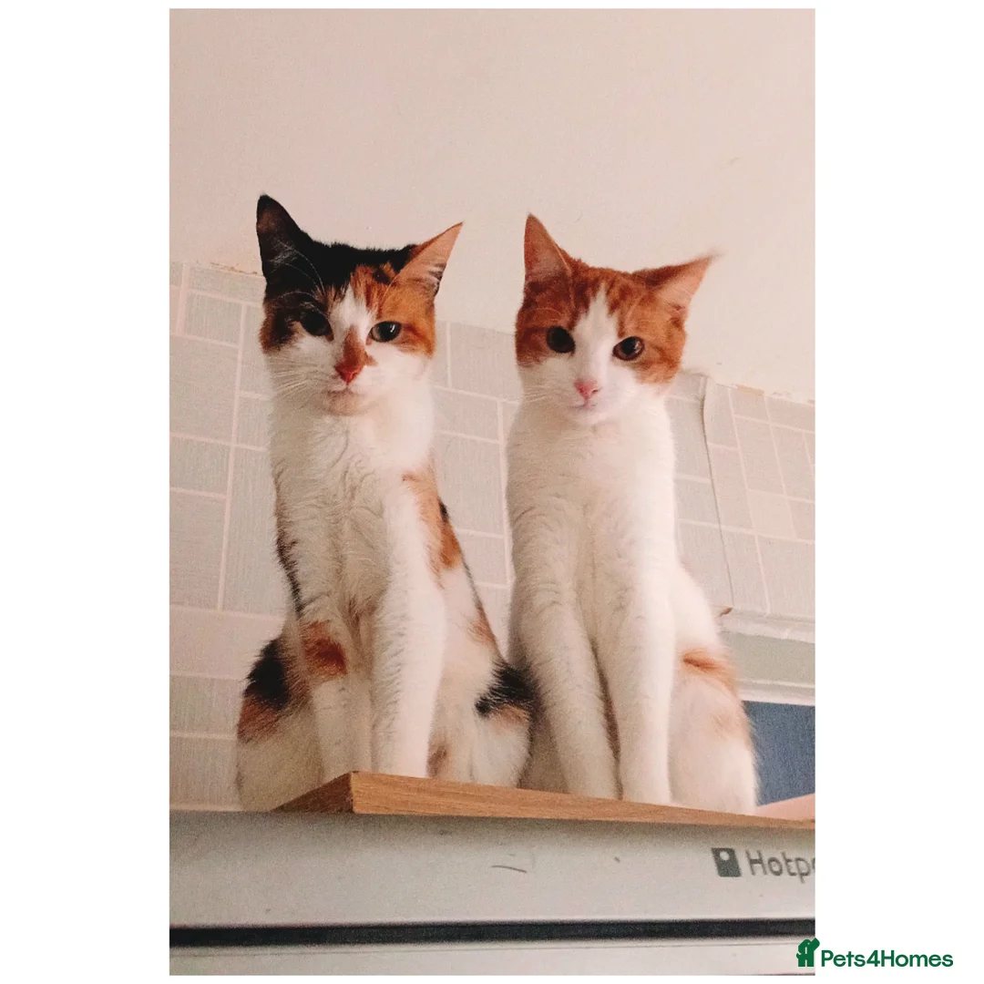 Mixed Breed cats for sale: Beautiful male ginger tabby cat - Advert 2