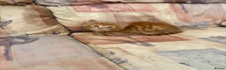 Mixed Breed cats for sale: Ginger-Tortie Kittens  - Advert 22