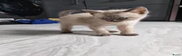 Mixed Breed cats for sale: Stunning sphynx x ragdoll kittens  - Advert 31