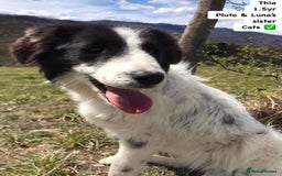 Mixed Breed dogs for adoption: Thia, approx 15 mnths old. Available for adoption  - Image 4