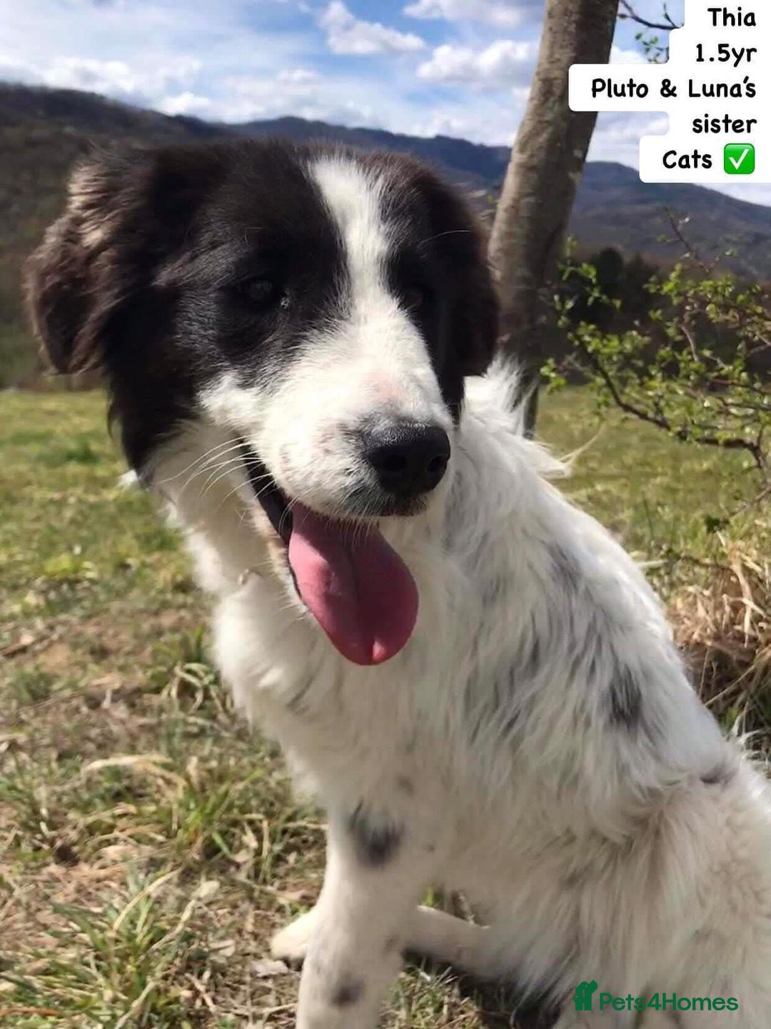 Mixed Breed dogs for adoption: Thia, approx 15 mnths old. Available for adoption  - Image 4