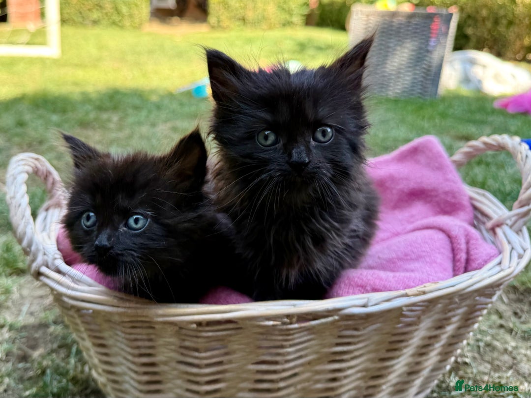 Russian Blue cats for sale: Crossed RussianBlue Kittens - Image 5