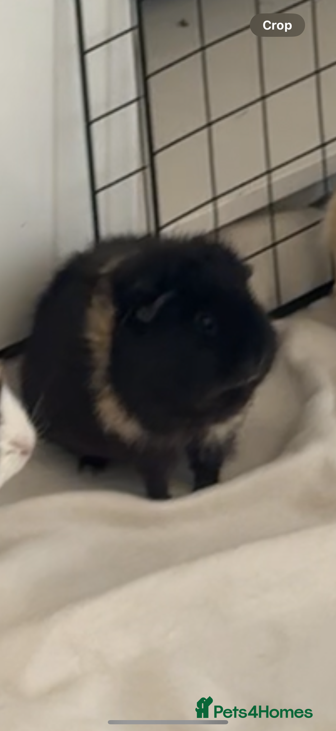 Guinea Pig rodents for sale: 2 female guinea pigs  - Advert 3