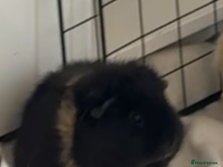 Guinea Pig rodents 2 female guinea pigs - Advert 2