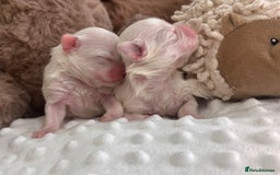 Maltese dogs for sale: ✨💫Tiny Exquisite Bambelina Maltese 💫✨ - Image 6