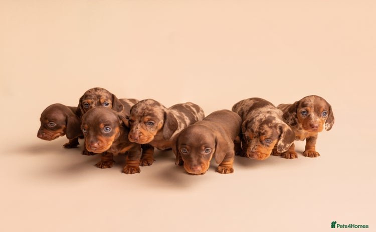 Miniature Dachshund dogs - Advert 4