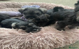 Miniature Schnauzer dogs for sale: Miniature Schnauzer puppies - Image 2