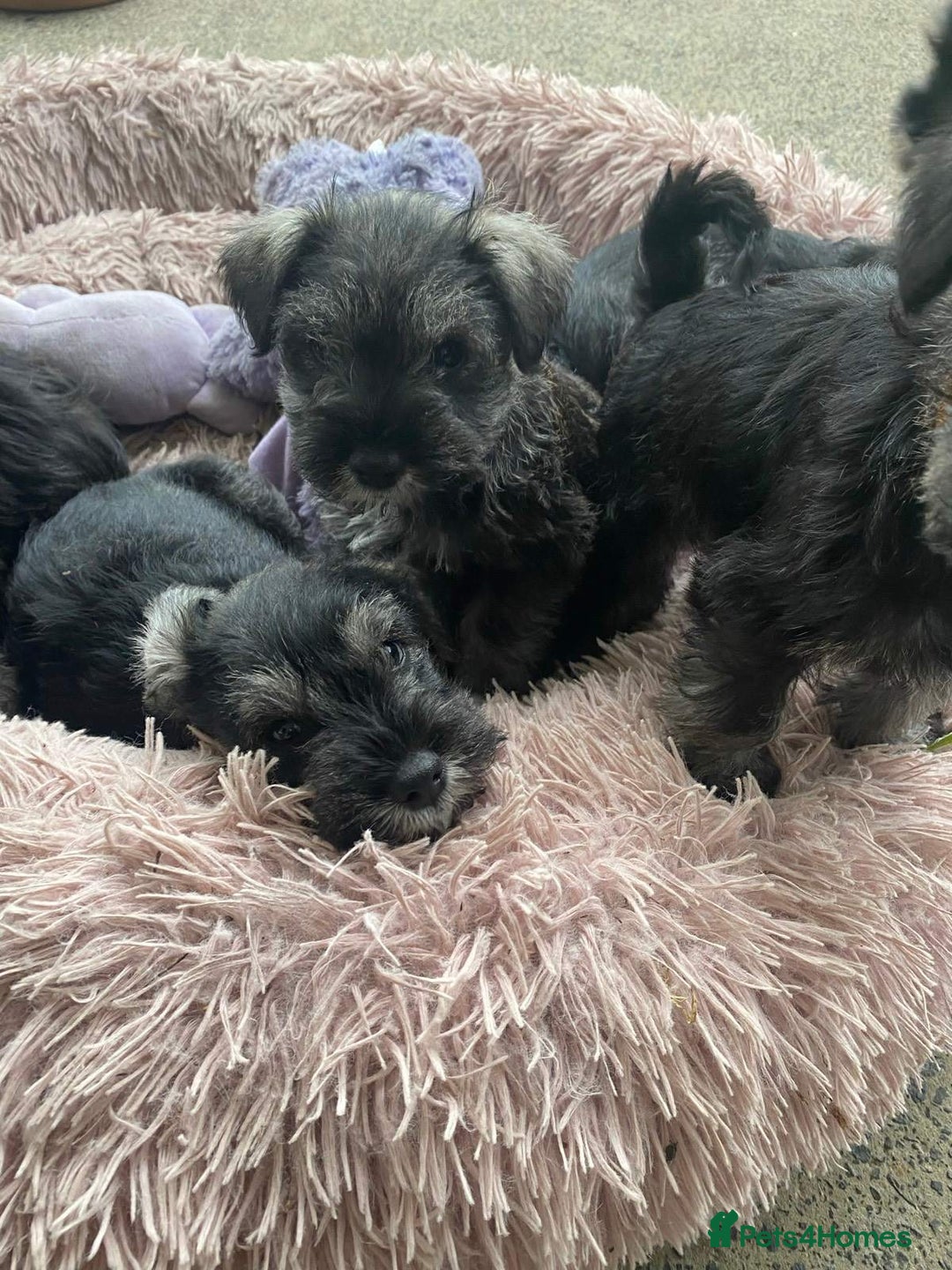 Miniature Schnauzer dogs for sale: Miniature Schnauzer puppies - Image 2