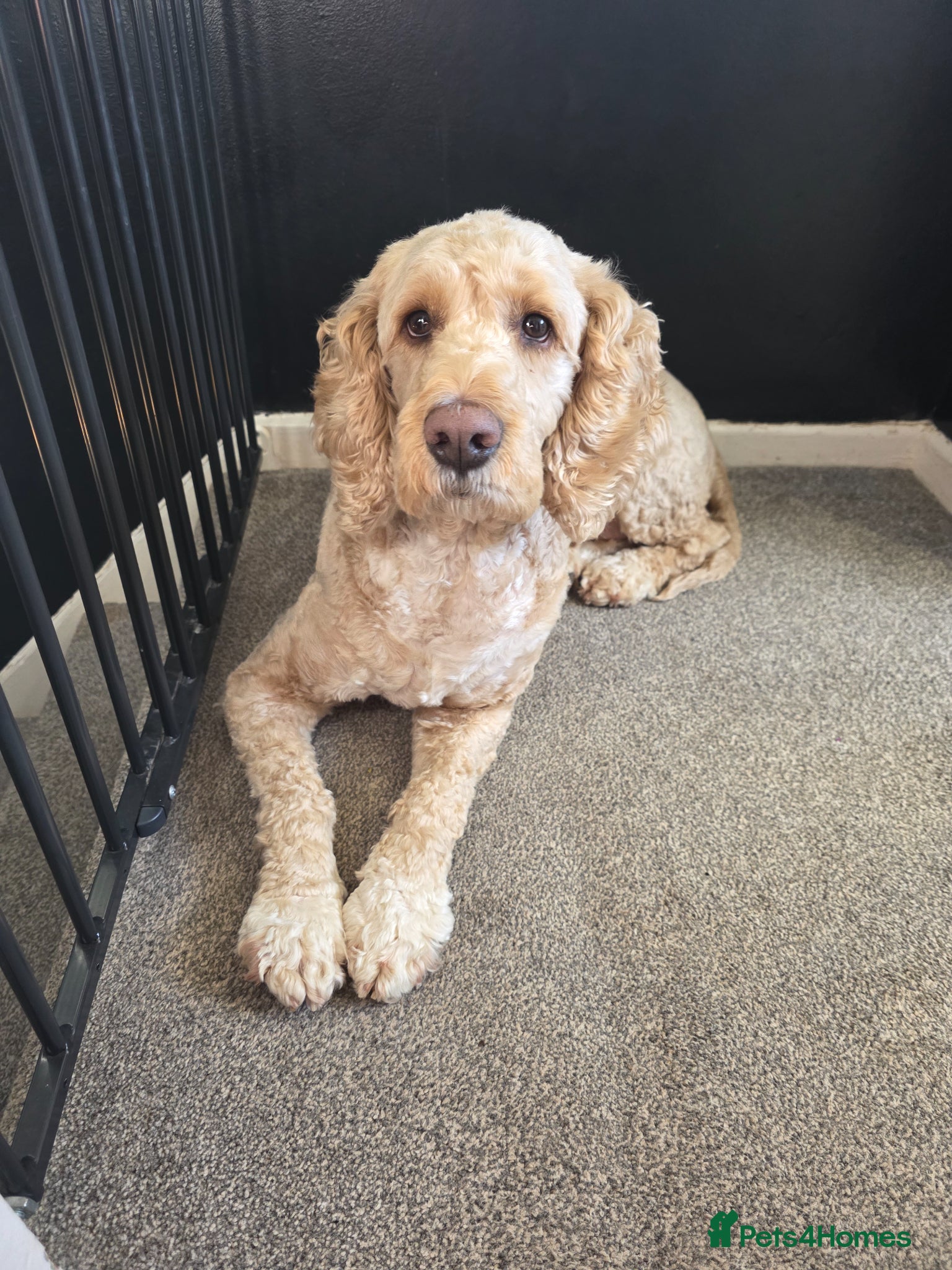 Mixed Breed dogs for sale: Doodle 6 years old - Advert 1
