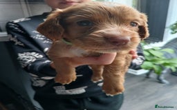 Cocker Spaniel dogs for sale: Working spaniels  - Image 13