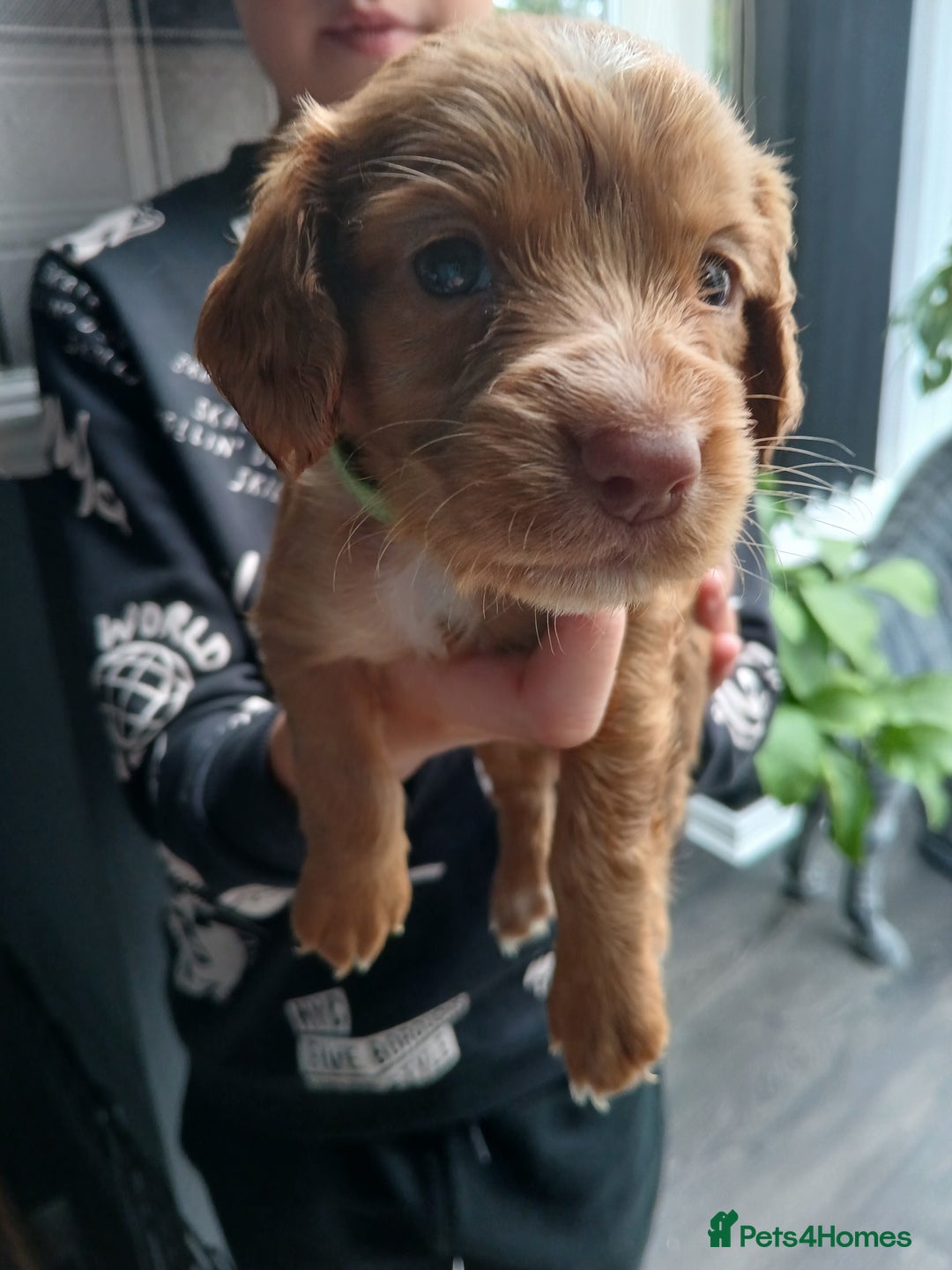 Cocker Spaniel dogs for sale: Working spaniels  - Image 13