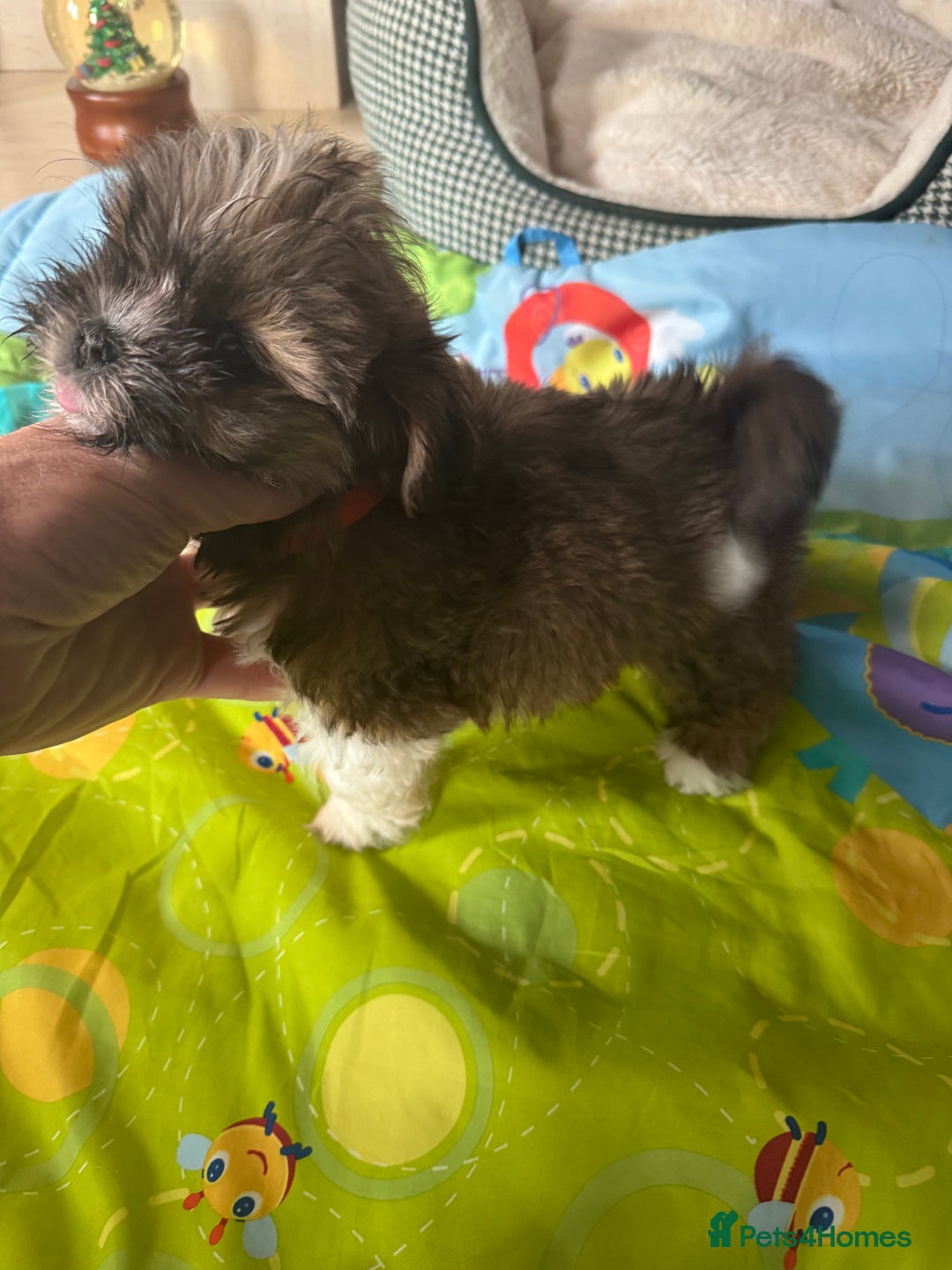 Lhasa Apso dogs for sale: KC reg female Lhasa apso puppy PRA clear  - Advert 7