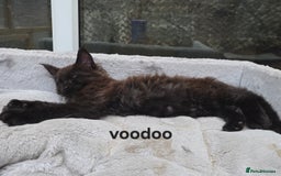 Maine Coon cats for sale: Blue girl "mignight" - Maine Coon Kittens Polydactyl Russian line - Image 19