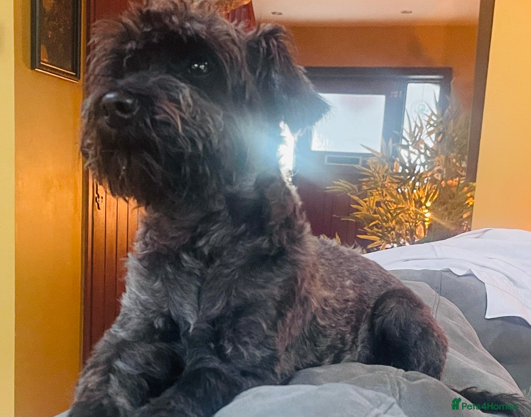 Schnoodle dogs for sale: Adorable Schnoodle Puppies Looking for Loving Home - Image 3