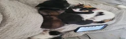 Mixed Breed cats for sale: 6 playful kittens - Advert 4