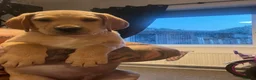Labrador Retriever dogs for sale: Yellow & Red Labrador Pups health tested parents - Advert 4