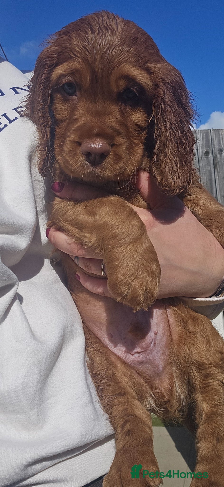 Cocker Spaniel dogs *READY NOW*KCworking cocker spaniel puppies - Advert 2