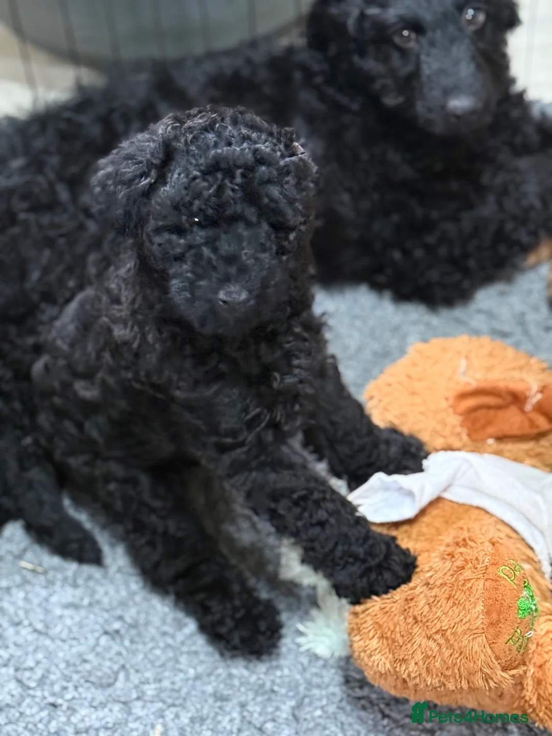 Mixed Breed dogs for sale: 5*health tested miniature Australian labradoodles  - Advert 2