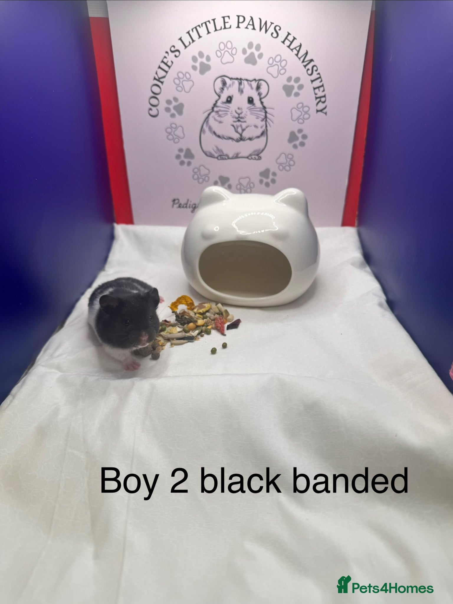 Hamster rodents Pedigree Syrian hamster babies  - Advert 2