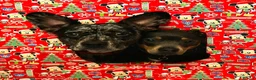 Mixed Breed dogs for sale: Dash & Daisy dachshund x french bull dogs - Advert 2