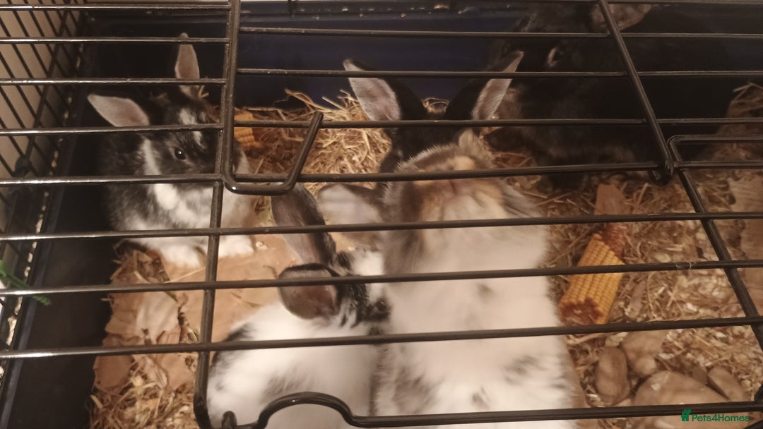 Rex rabbits for sale: 8 week old half mini lop half mini rex - Image 2