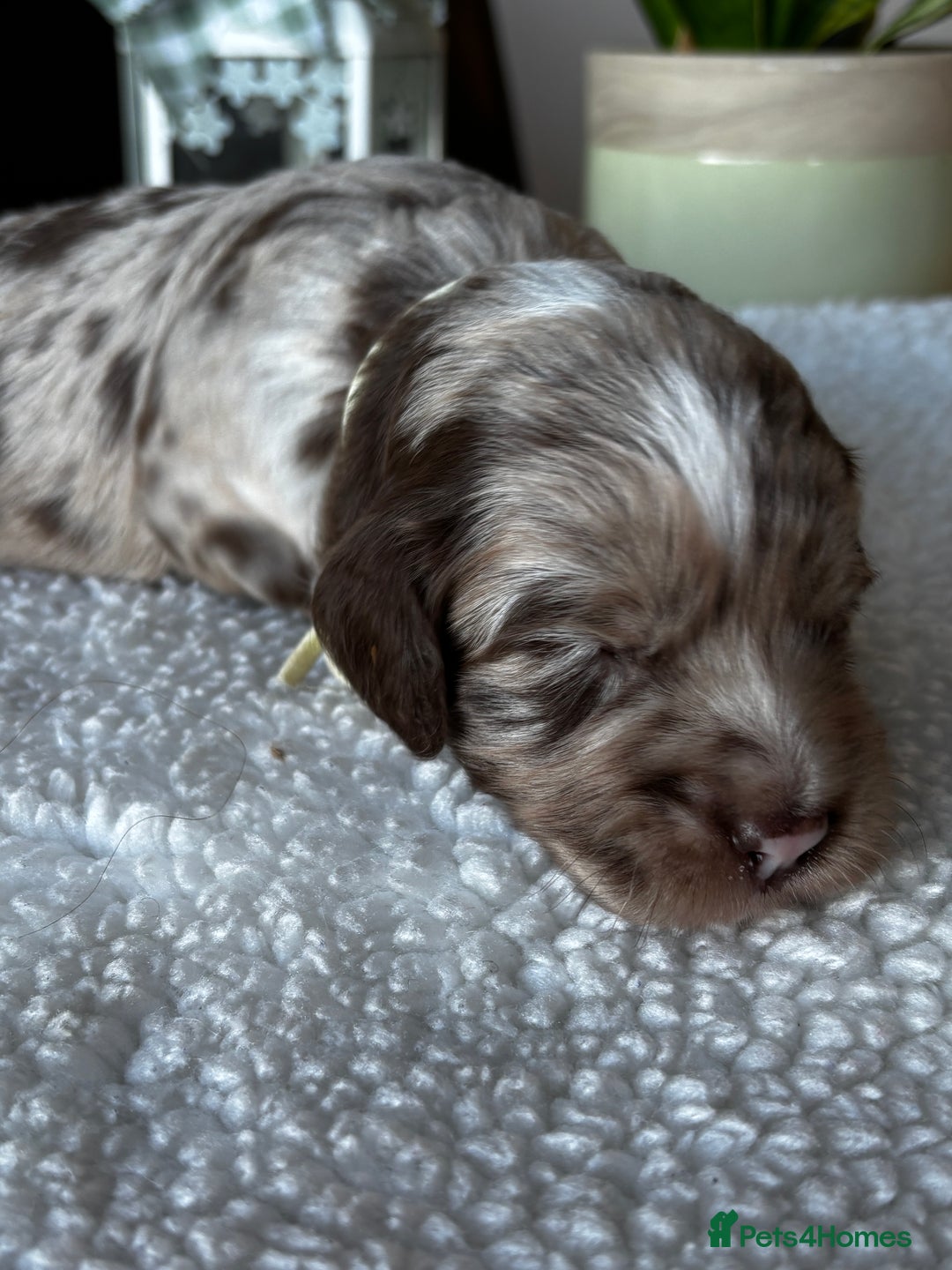 Sproodle dogs for sale: 💥 Rare Gorgeous Chocolate Merle Sproodles 🐶 - Advert 6