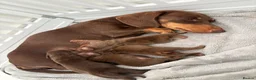 Miniature Dachshund dogs for sale: Choc n tan miniature dachshunds  - Advert 13