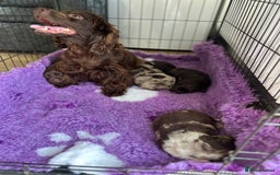 Cockapoo dogs for sale: Rare toy cockapoo - Image 13
