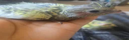 Cockatiels birds for sale: Baby cockatiels for sale - Advert 2