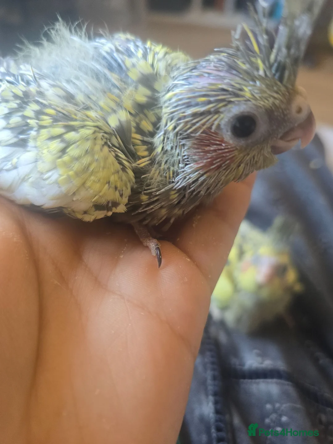 Cockatiels birds for sale: Baby cockatiels for sale - Advert 2