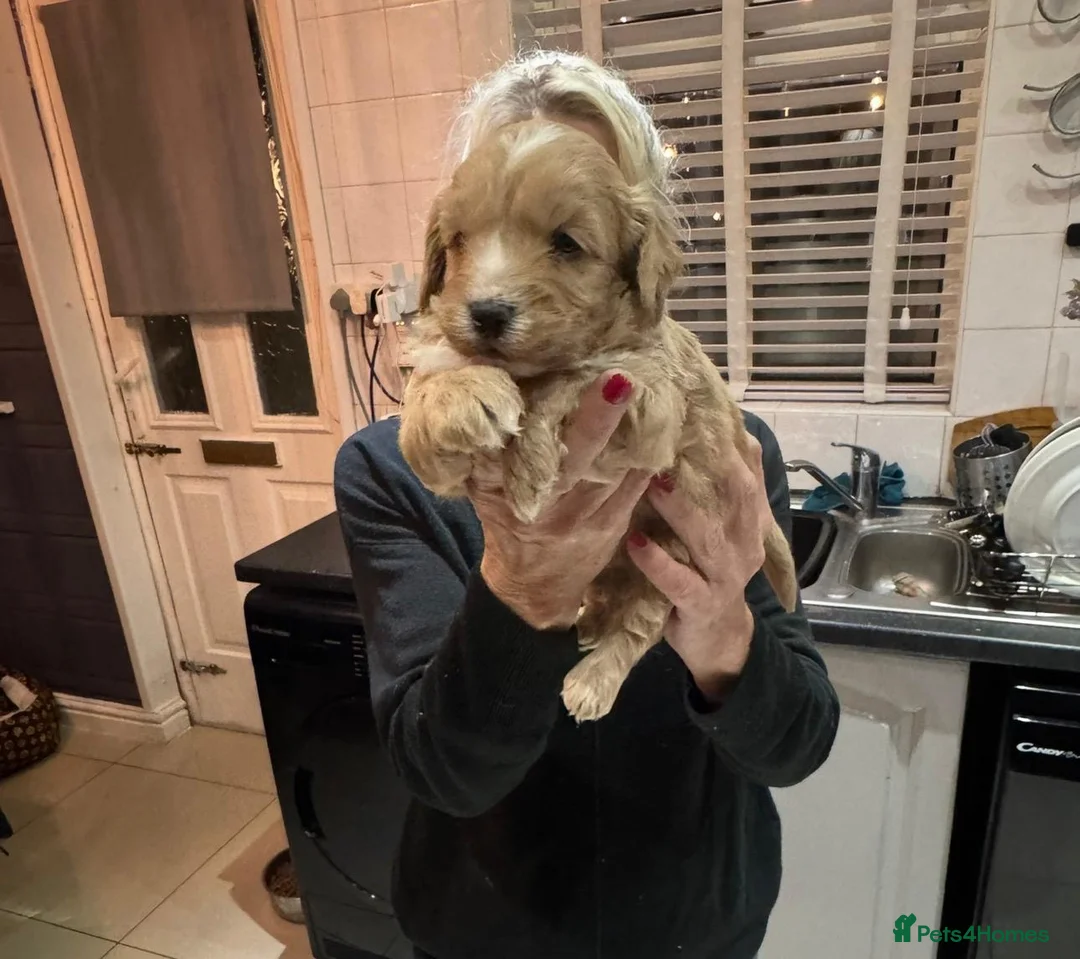 Cockapoo dogs for sale: Cockapoo Pups - Advert 5