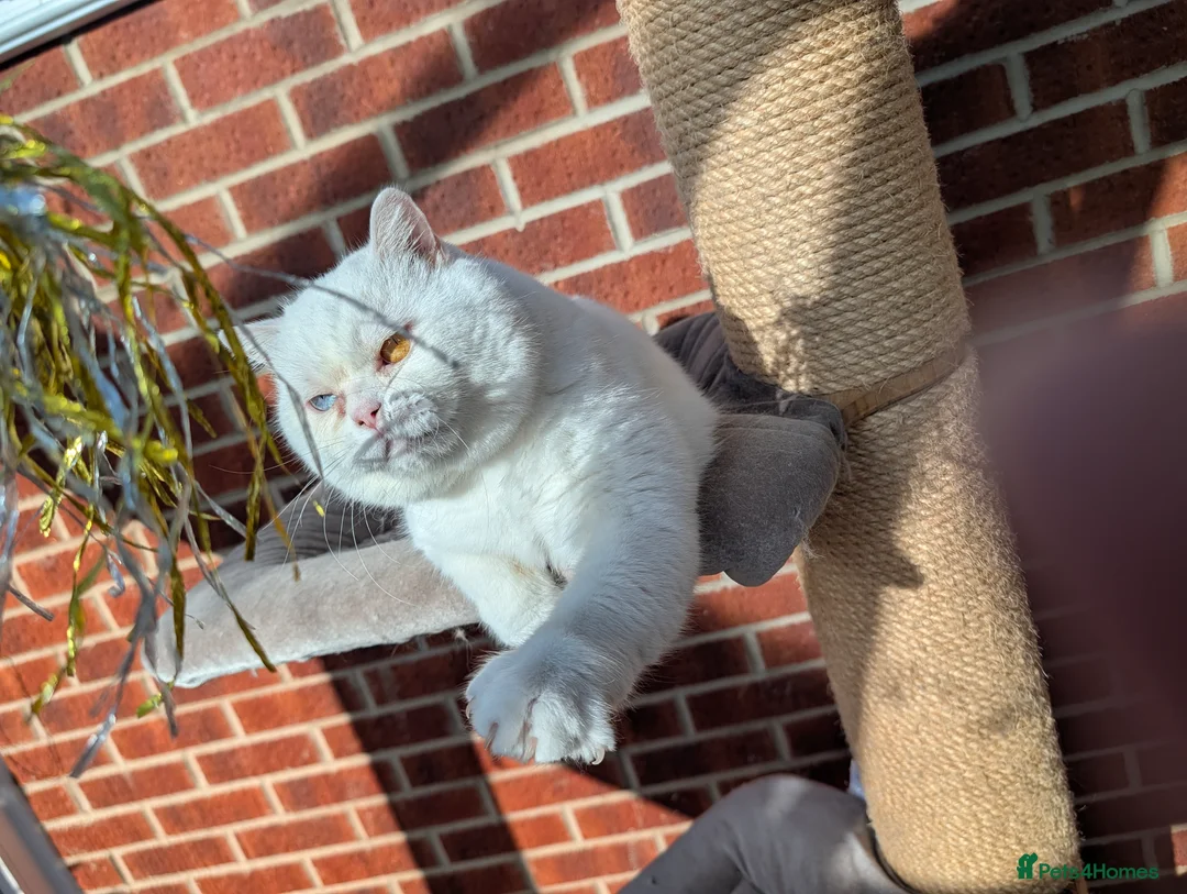 British Shorthair cats for sale: 🏠✈️💞Special Home wanted💞ℹ️🏡 - Advert 4